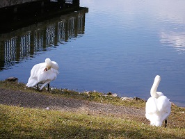 9. 昆陽池公園　水鳥